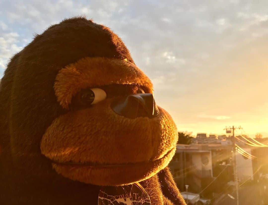 アヤメのインスタグラム：「Beautiful autumn sunset...🍂 #lazysunday #sunset #goribothegorilla 晩秋の夕焼けよ...🌾 #サンデーソングブック#聴いてる #📻 #頭ボサボサ #夕焼けに染まる #ゴリラのぬいぐるみ」