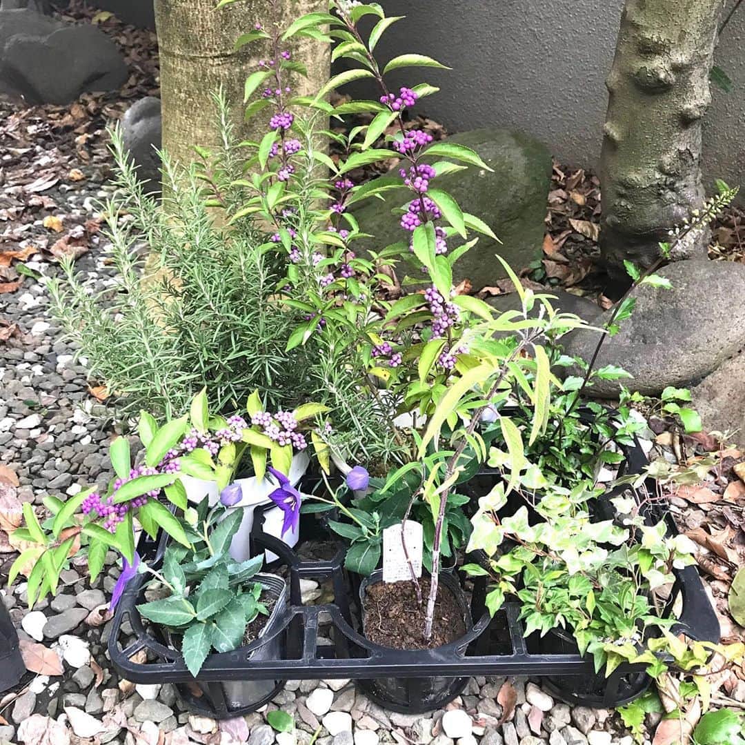 土屋眞弓のインスタグラム：「雨が上がったので、軽井沢で購入した草花を植えました🌱🌺🌿 有機腐葉土とオーガニック培養土も軽井沢で購入❤️  元々よくわからない植物や雑草が繁殖していた、本来プチ花壇のはずだったところを綺麗にして、ローズマリー、桔梗、紫式部、猫のひげ、多分タイム？を植えました❣️ 植え方センス無い🤣 アイビーも買ったのですが、それはポットに植えようかな？と思っています  この場所に繁殖していた何かわからないものの巨大根っこは記念に置いてあります😱  他の場所も綺麗にしたので、何か植えようかなと❣️ レモンの木とか挑戦するかも‼️ 無事に成長してくれる事をただ祈るのみ😅🙏  #gardening」