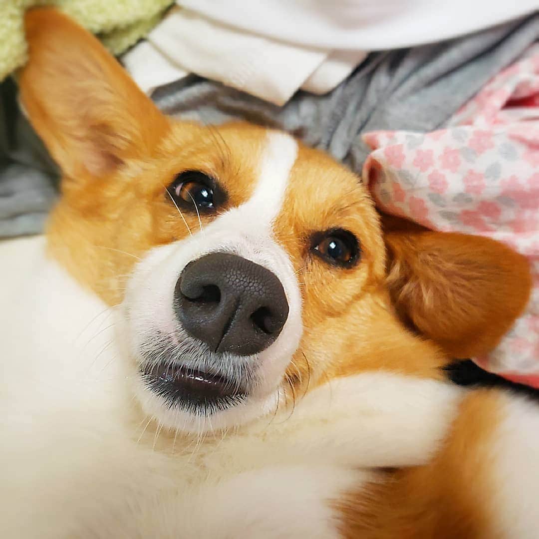 のインスタグラム：「すずちゃんは邪魔しい坊(๑º―º๑)  ちょっと大人になったのか靴下の持ち去りはなくなりましたが、洗濯・掃除・料理あらゆる家事を邪魔しにきます。  洗濯物は畳んでいると こんなかんじに割り込んでくるし、  掃除機の準備を始めれば お尻をふってはりきるし、  野菜を切っていると必ず突進💨  何でも参加したい年頃なのかなー？  #コーギー #こぎすたぐらむ #すずらん #すずちゃん #わんこ #犬 #かわいい #おもしろい #犬と暮らす家 #犬がいる生活  #犬好きと繋がりたい #愛犬家 #中型犬  #不思議 #癒し #アナウンサー #プライベート #静岡 #浜松 #SBS #群馬 #群馬テレビ #GTV #北海道 #十勝 #帯広 #NHK #corgi #dog #cute」