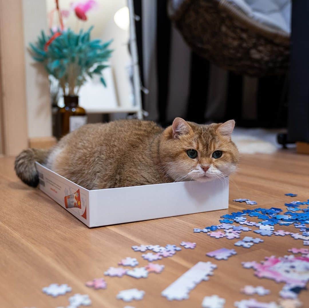 Hosicoさんのインスタグラム写真 - (HosicoInstagram)「Are you good at jigsaw puzzles? 🧩」10月18日 17時41分 - hosico_cat