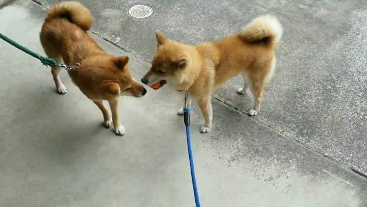 柴犬たま Shibainu Tamaのインスタグラム