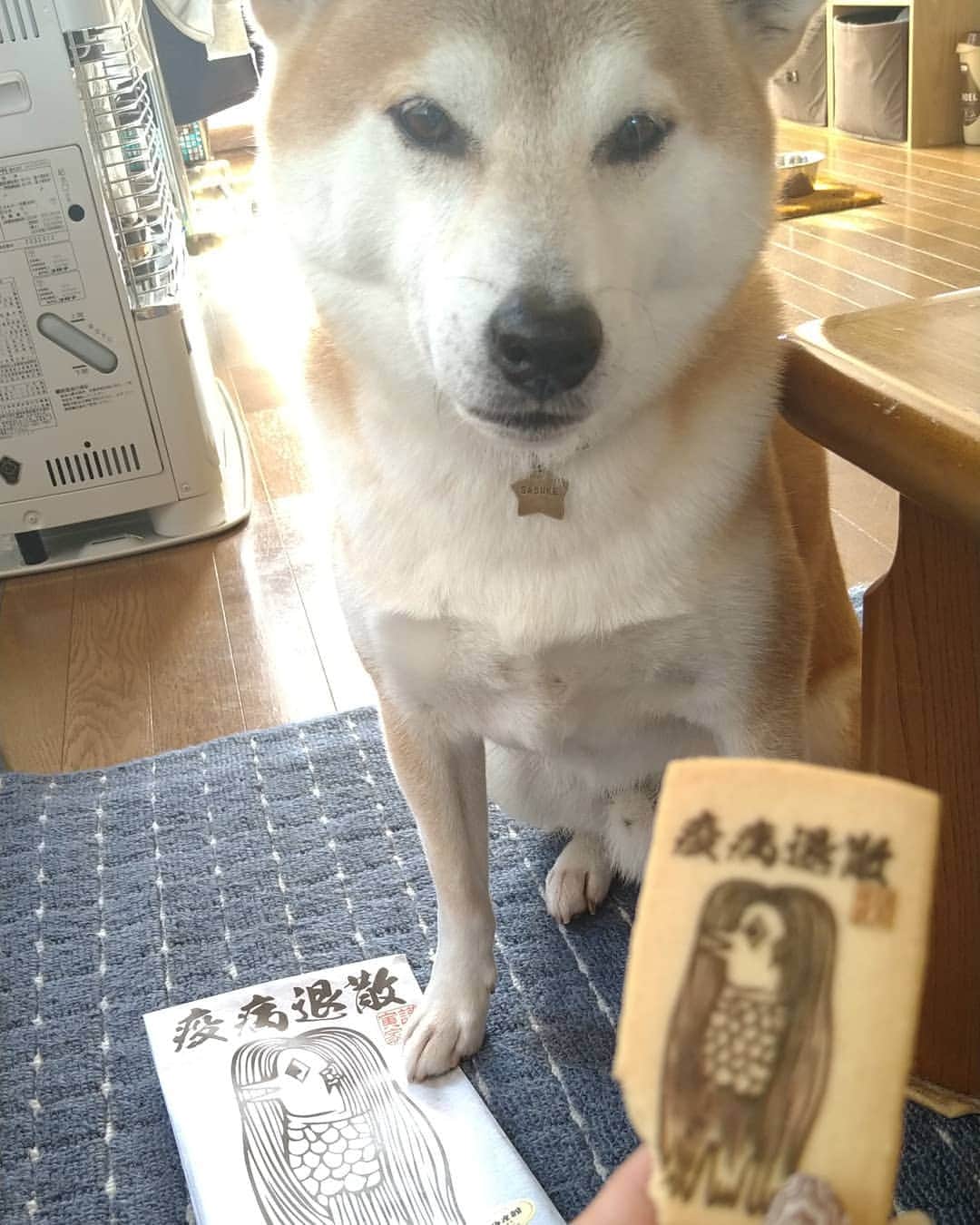 柴犬⭐️サスケのインスタグラム：「こんばんわン #疫病退散#アマビエ#クッキー#定山渓土産#お土産#美味しゅうございました#柴北会 #赤柴#柴犬 #犬ら部 #ふわもこ部 #わんだフォ #pecoいぬ部 #shibastagram #shibagram」