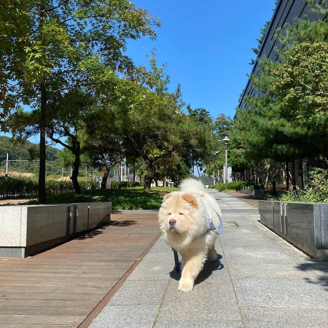 キム・ミニさんのインスタグラム写真 - (キム・ミニInstagram)「이번 주말도 알차게 살았습니다  🐕 #청순일기  #아침산책 #선물사기  #밤산책 #밀키요」10月18日 18時21分 - mimiwor