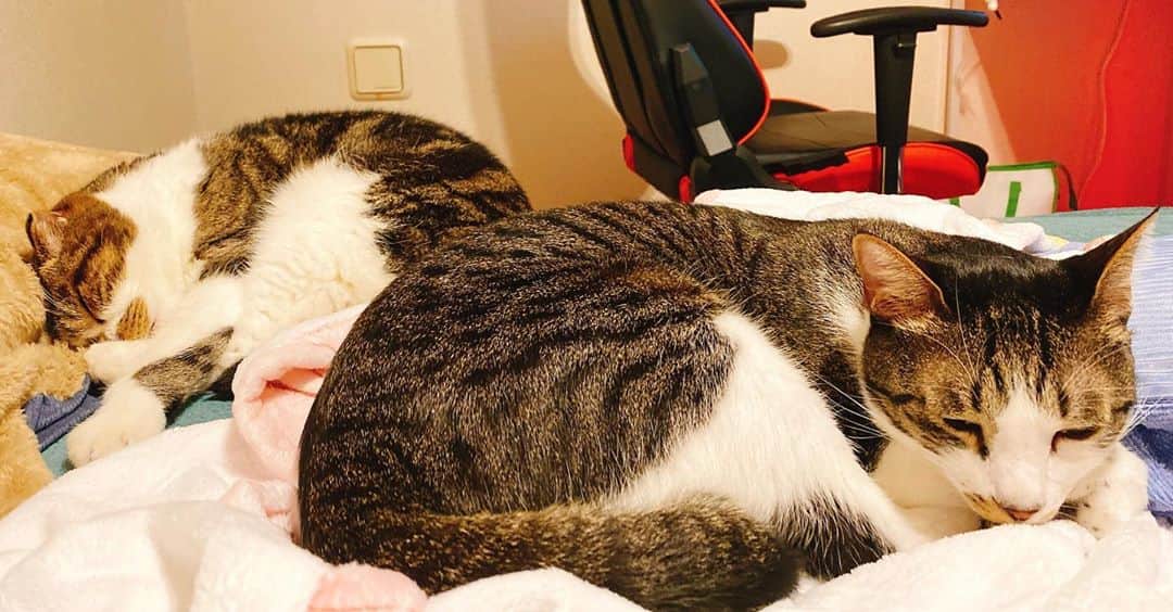 桜咲千依のインスタグラム：「猫たちがまったりしてるので一緒にまったりしたくなる...☺ けど、行ってきます🐈（笑） お留守番しててね(*˘︶˘*)ｽﾔｧ」