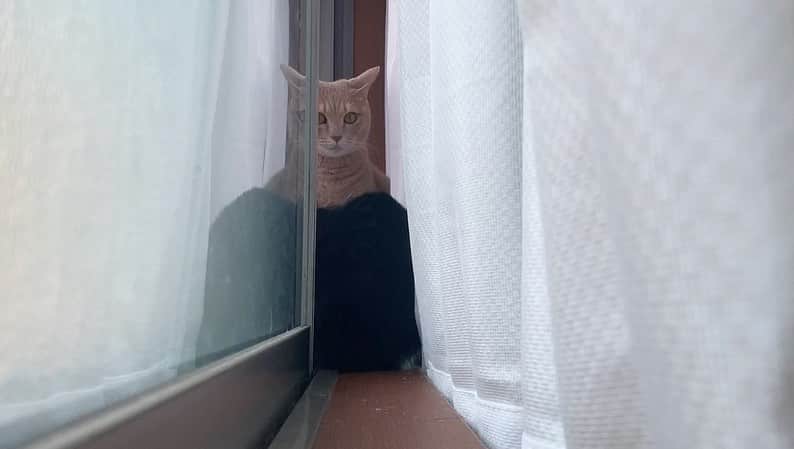 ひのき猫さんのインスタグラム写真 - (ひのき猫Instagram)「ひのきのもとへ行くひまわり。。。」10月18日 18時44分 - hinoki.cute.kitten