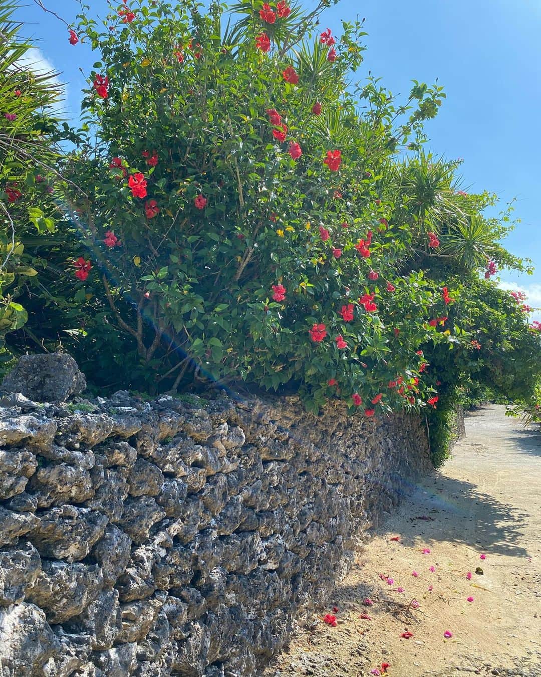 井咲アキさんのインスタグラム写真 - (井咲アキInstagram)「🌺 石垣島から少し離れた離島の「竹富島」 船降りて、コンドイビーチまでバスで行けるんだけど、 徒歩30分くらいをお散歩しながら進んだの☺️❤️ 寄り道しながらだったからすごい時間かかったけど、 空気が気持ちよくて、自然の音しかしないから、 すごく心地よかった☺️🌻 ・ ・ ・ #石垣島#竹富島#沖縄#旅行#お散歩#散策 #ハイビスカス#自然#自然の音#浄化された #ishigakiisland#ishigakijima#taketomiisland#okinawa #travel#scattering#happiness#love#relax」10月18日 18時52分 - ak.i__o0