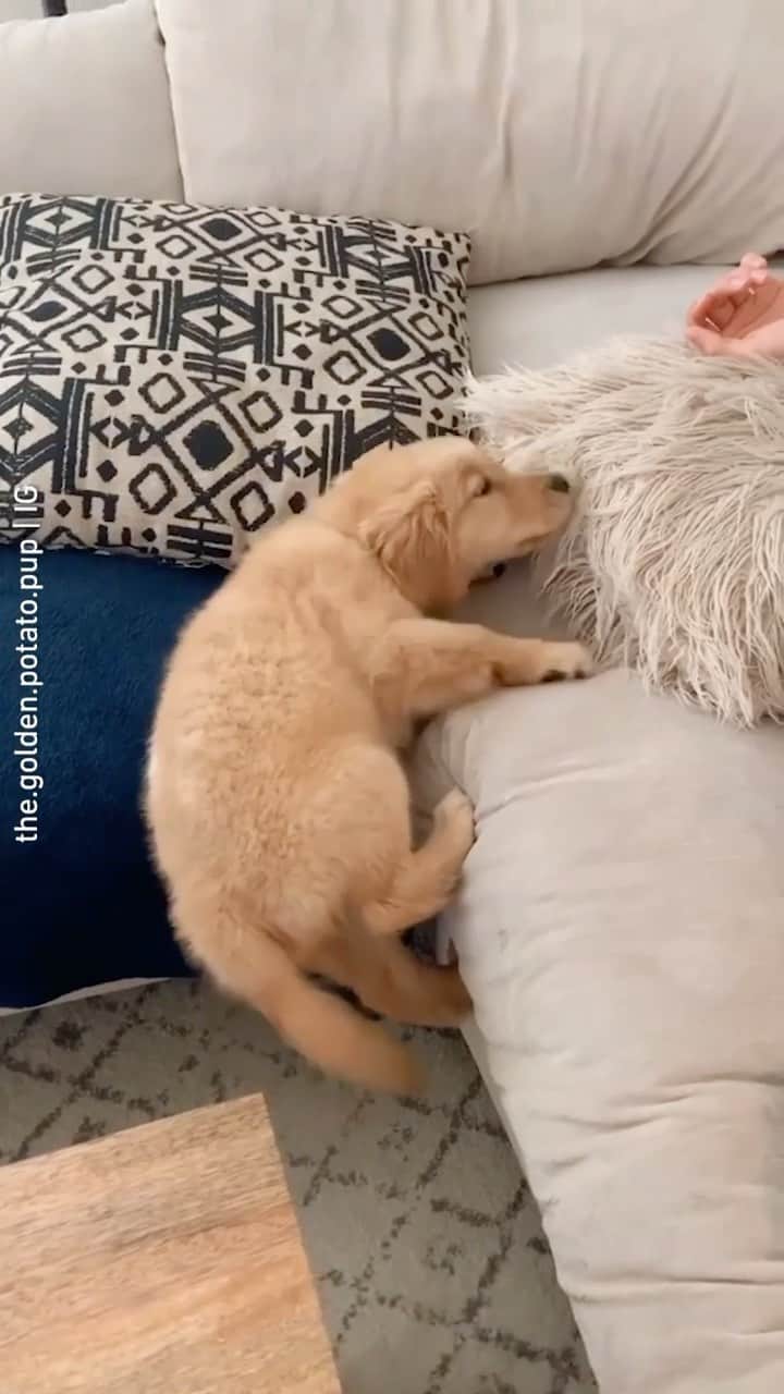 のインスタグラム：「When you thought you got it but you don’t 📹 @the.golden.potato.pup - #barked #dog #doggo #puppy #pupper #GoldenRetriever #GoldenRetrieverPuppy」