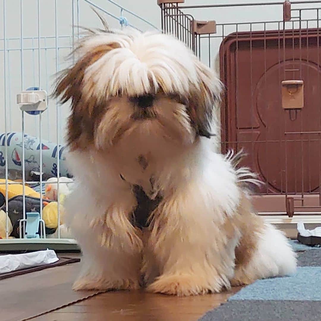 Kukkaのインスタグラム：「きのこ。」