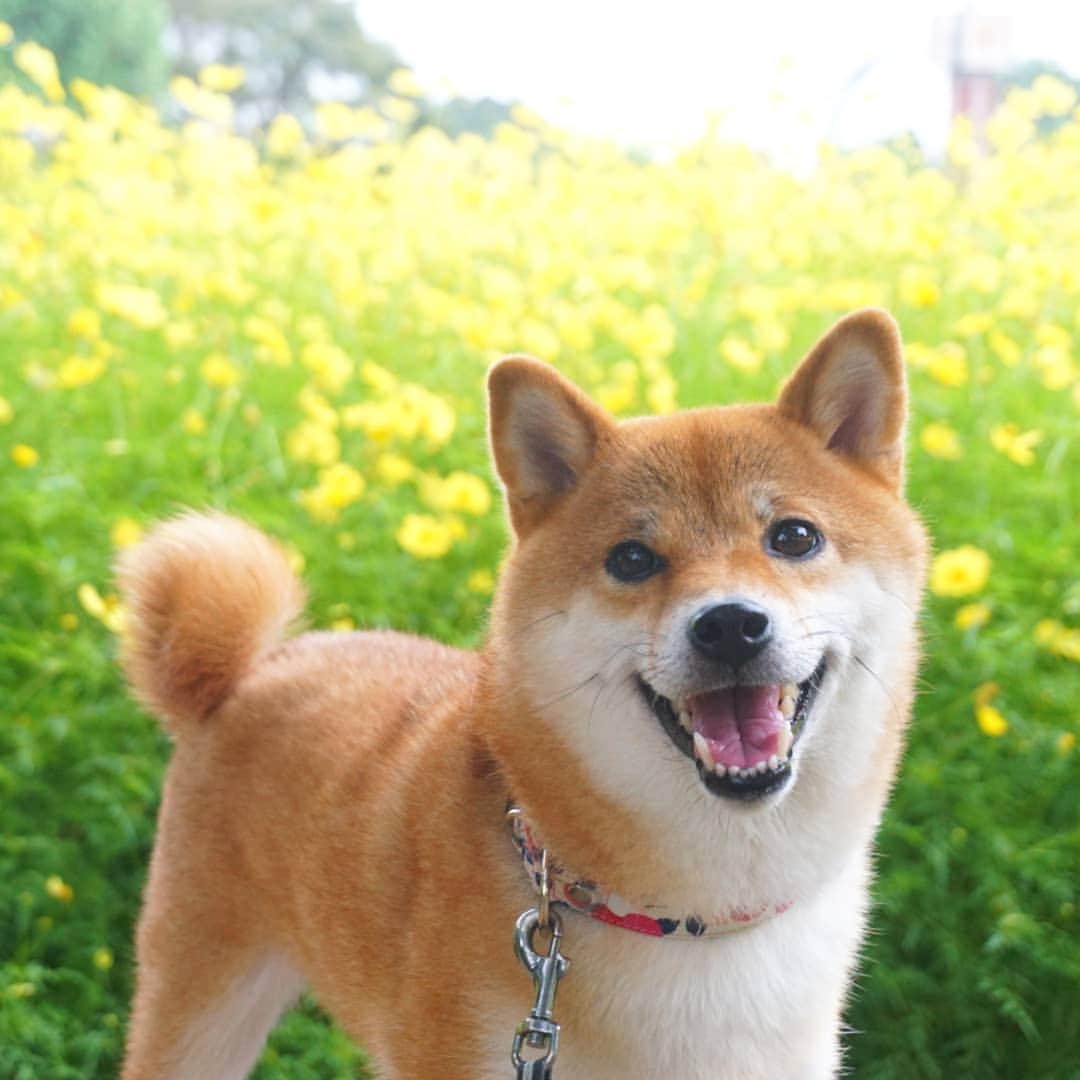 柴犬コマリのインスタグラム：「先週初めて木曽三川公園に行ってきました❣️ 花畑すんごく綺麗だった🌼 コマリの笑顔も満開🐶✨ . #木曽三川公園 #柴犬コマリ #柴犬 #日本犬 #いぬのきもち #pecoいぬ部 #shiba #shibainu #shibadog #shibalove #shibastagram」