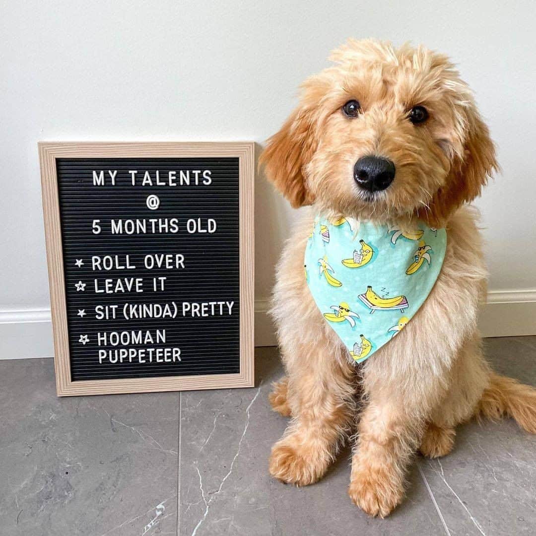 8crapさんのインスタグラム写真 - (8crapInstagram)「Smol boi grew up with new talents every month - Want to get featured like him? Join “The Barked Club” on FACEBOOK and post something now! 👉 barked.com - 📷 @sullytheknowledgedood - #TheBarkedClub #barked #Barked10MonthsChallenge #dog #doggo #puppy #pupper #MiniGoldendoodle #Goldendoodle」10月19日 5時00分 - barked
