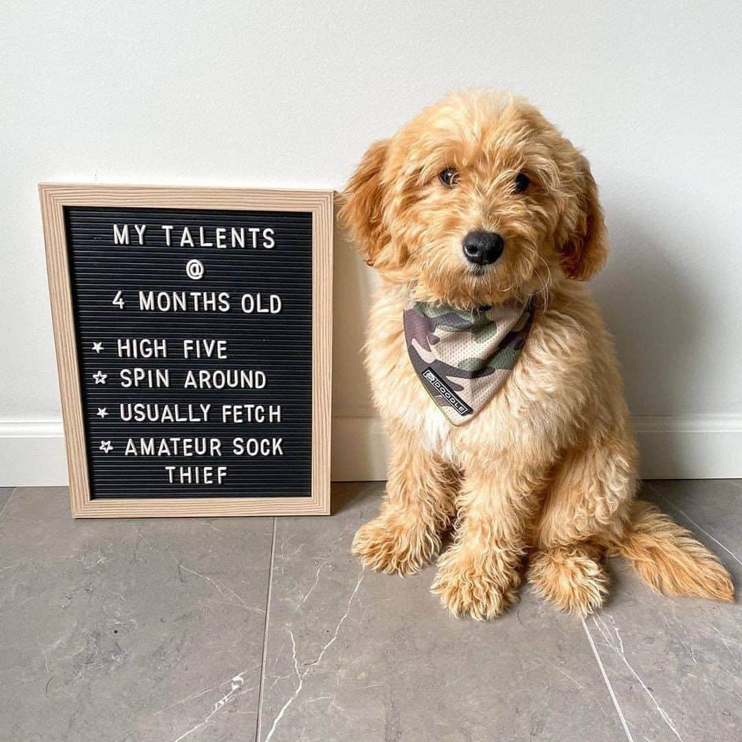 8crapさんのインスタグラム写真 - (8crapInstagram)「Smol boi grew up with new talents every month - Want to get featured like him? Join “The Barked Club” on FACEBOOK and post something now! 👉 barked.com - 📷 @sullytheknowledgedood - #TheBarkedClub #barked #Barked10MonthsChallenge #dog #doggo #puppy #pupper #MiniGoldendoodle #Goldendoodle」10月19日 5時00分 - barked