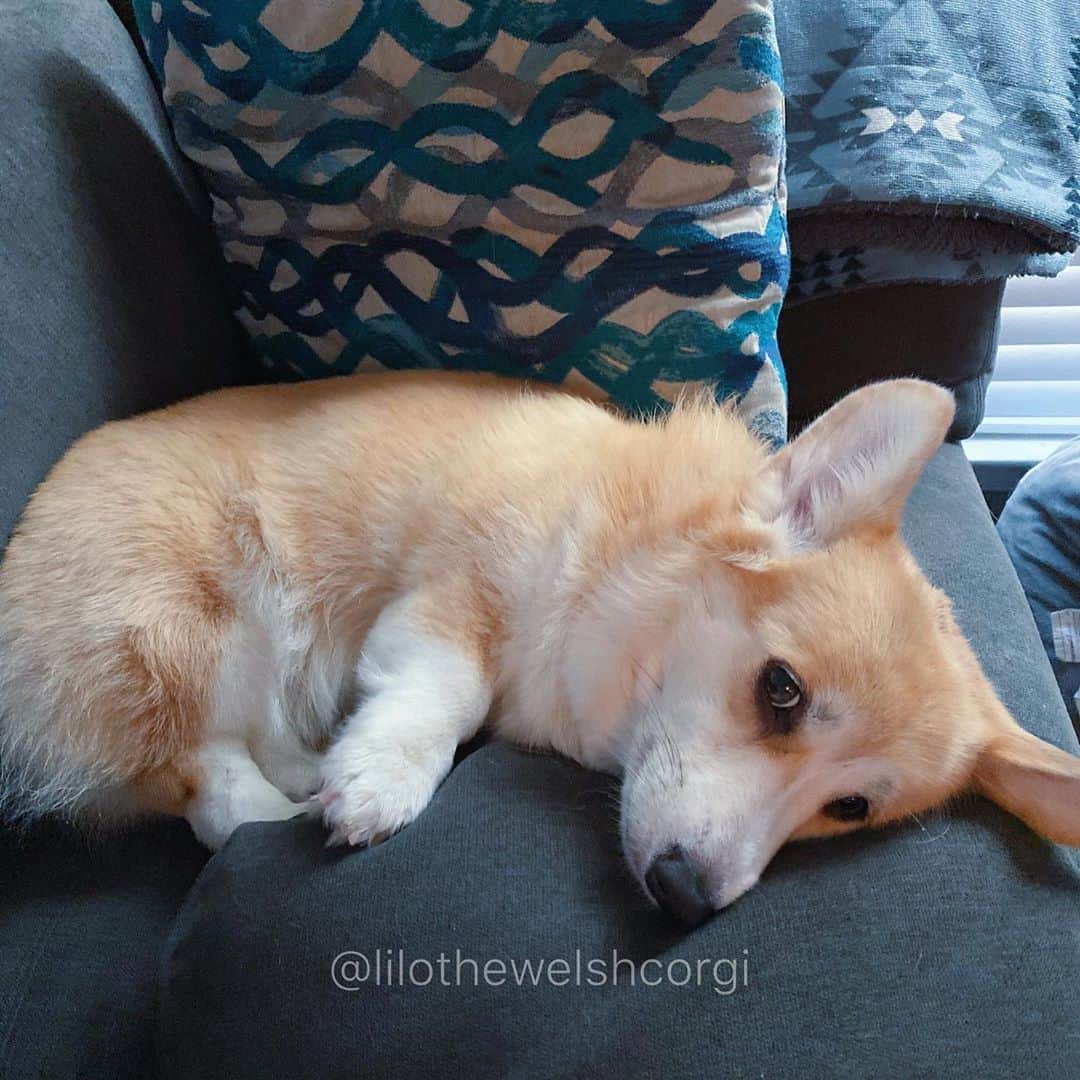 Liloのインスタグラム：「What am I thinking about woof? #commentideas」