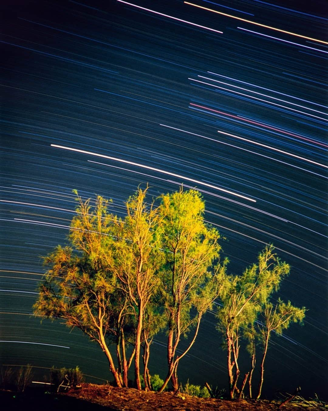 ナショナルジオグラフィックさんのインスタグラム写真 - (ナショナルジオグラフィックInstagram)「Photo by @babaktafreshi / I started photographing the night sky in early 1990s, in high school. I tried digital cameras for the first time in early 2000s, and by 2007 I had completely switched over. This is from March 2007, one of my last analog photos, on Ektachrome 100 slide film. Film cameras, specially medium format, are still pretty good for long exposures like this, revealing rich and natural star colors. If you have one around, give it a try under dark skies. On this starry desert night, far from cities, the long exposure (three hours) shows colorful trails of the constellation Orion and the bright star Sirius. They are moving across the sky as the Earth's rotation slowly turns the sky above us. The tamarix trees in the foreground are typical vegetation in Khar Touran National Park, in eastern Iran, one of the last refuges of the critically endangered Asiatic cheetah. Explore more of the world at night with me @babaktafreshi. #twanight #earth #fineart #longexposure」10月19日 5時34分 - natgeo