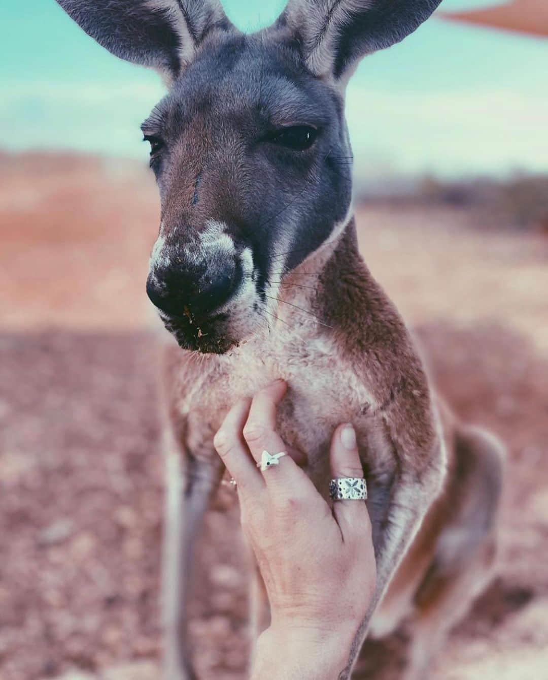 ブリクストンさんのインスタグラム写真 - (ブリクストンInstagram)「@brinkleydavies in the Bowery with her new friend, an orphan red kangaroo she helped rehabilitate to be released back into the wild.」10月19日 5時48分 - brixton