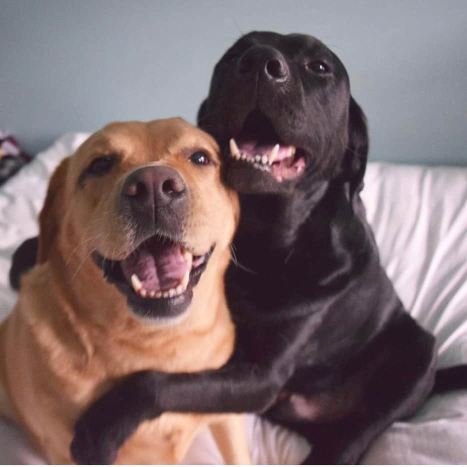 Jake And Gingerさんのインスタグラム写真 - (Jake And GingerInstagram)「Happy Sunday 🥰🥰 #labrador_pictures #labrador #lab #labsofinstagram #labradorretriever #petsofinstagram #petsarefamily #dogsofinstagram #dogsofups #dogslife #marriedlife #marriedtomybestfriend #love #liveyourbestlife #loveyou #loveislove #petsagram #sundayfunday #sunday #hugs #hugsandkisses #hugsmakeeverythingbetter」10月19日 6時10分 - jake_n_ginger