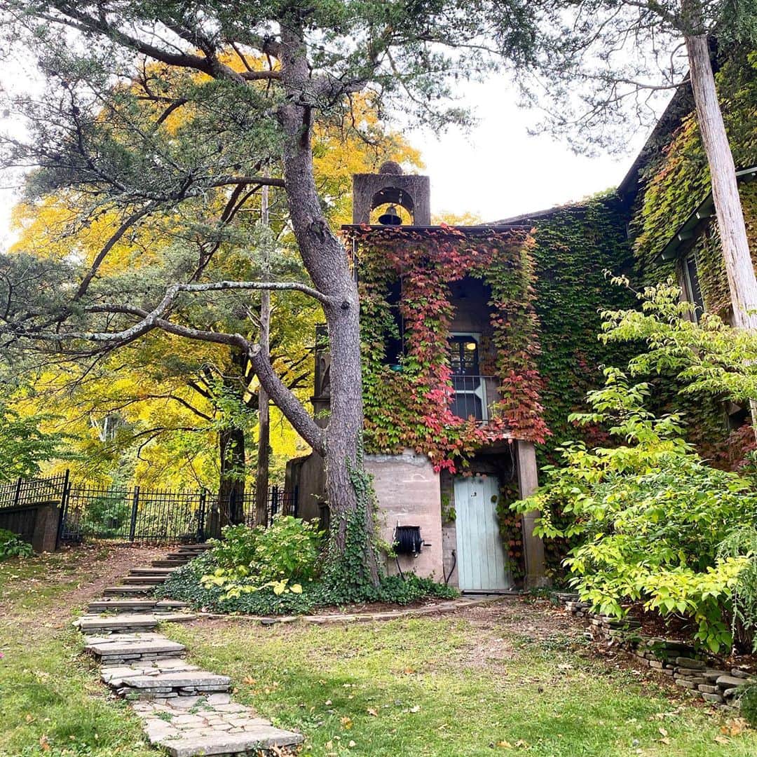稲木ジョージのインスタグラム：「Love the autumn color ivies! 🍂🍁🌾」