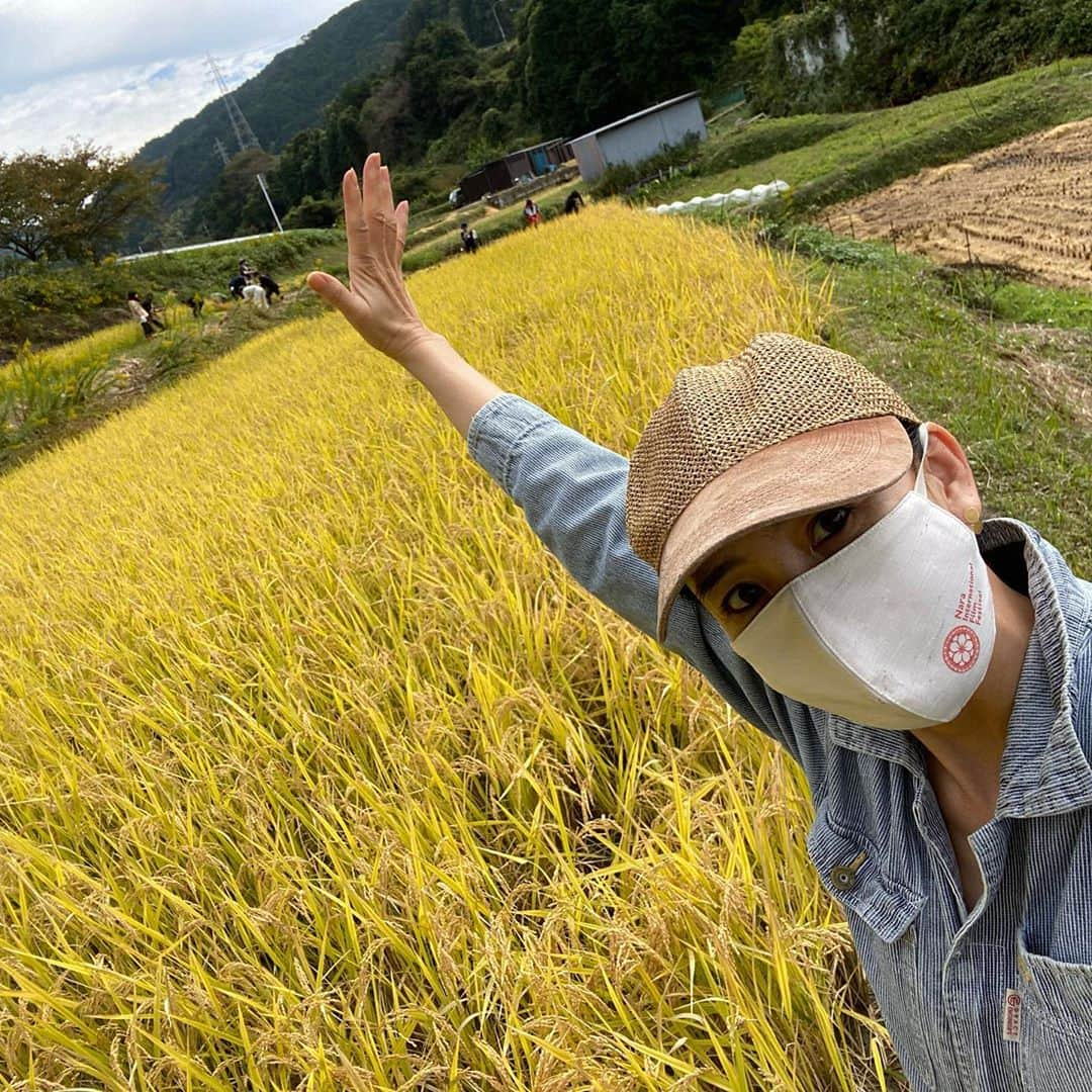 河瀬直美さんのインスタグラム写真 - (河瀬直美Instagram)「『朝が来る』キャンペーン真っ最中ですが…稲刈りしましたぁ。  おかげさまでウンカにもやられず、無事収穫できました🌾  明日はきっと筋肉痛やけど、気持ちいい秋となりました。 参加の皆様ありがとう！  We're in the middle of promoting 'True Mothers'...but we also had some rice to harvest.  Luckily there weren't any planthopper pests in our crop, and we were able to harvest it as planned.🌾  Our muscles will definitely be sore tomorrow, but it's turned into a nice autumn. Thank you everyone for coming!  #稲刈り #はざかけ #全部手で #riceharvest  #allbyhand」10月18日 21時15分 - naomi.kawase