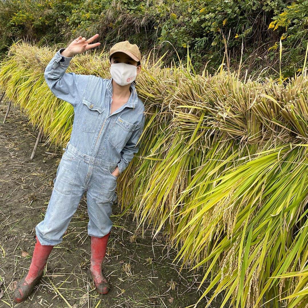 河瀬直美さんのインスタグラム写真 - (河瀬直美Instagram)「『朝が来る』キャンペーン真っ最中ですが…稲刈りしましたぁ。  おかげさまでウンカにもやられず、無事収穫できました🌾  明日はきっと筋肉痛やけど、気持ちいい秋となりました。 参加の皆様ありがとう！  We're in the middle of promoting 'True Mothers'...but we also had some rice to harvest.  Luckily there weren't any planthopper pests in our crop, and we were able to harvest it as planned.🌾  Our muscles will definitely be sore tomorrow, but it's turned into a nice autumn. Thank you everyone for coming!  #稲刈り #はざかけ #全部手で #riceharvest  #allbyhand」10月18日 21時15分 - naomi.kawase