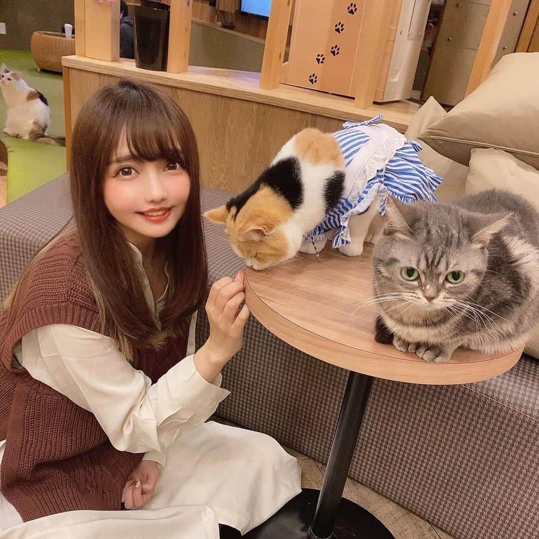 遠藤 玲奈 /endo renaのインスタグラム：「▷▶︎スワイプしてね🐾 可愛い猫ちゃんがいっぱい居る、 @catcafemocha さんにお邪魔しました🐈♡‴ . 人懐こい猫ちゃんがいっぱいで、 可愛すぎて長居してしまった…♡ 本当おててがパン🥺🥺🥺🥖！！尊かった…🥺✨ . 今の時期はハロウィンの衣装の猫ちゃん達がお出迎えしてくれます🎃🤍 . ⚠️撮影でお邪魔したので特別にマスクを外して撮影させて頂いてます . #猫カフェ #猫カフェmocha #猫カフェmocha #猫 #ねこすたぐらむ #ねこカフェ #ねこ部 #ねこすたぐらむ #にゃんすたぐらむ」