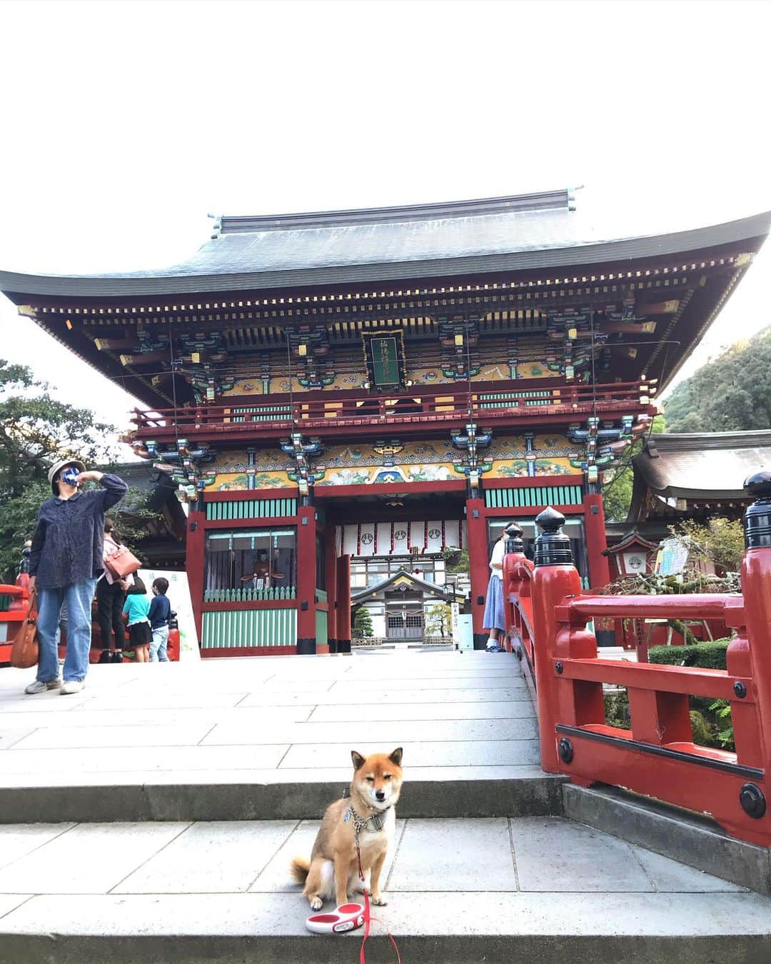 柴犬はなこ Shibainu Hanakoさんのインスタグラム写真 - (柴犬はなこ Shibainu HanakoInstagram)「思いつきで出かけた #祐徳稲荷神社 🚗 こりゃ思いつきで来る場所じゃない✨ 朱と装飾の素晴らしいこと！御神殿も鳥居も石階段も趣があってとても清々しかった。最近、神社にも合う合わないがあるらしいというのを知ったんだけど、とても気が合ったような気がする⛩ （久々におみくじ大吉だったし） 帰りに竹崎カニを買って、牡蠣食べて帰ってきた！久々に大満足の1日でした♪ #shiba #dog #shibainu #犬 #柴犬 #犬とお出かけ #佐賀」10月18日 21時28分 - kiki_beee