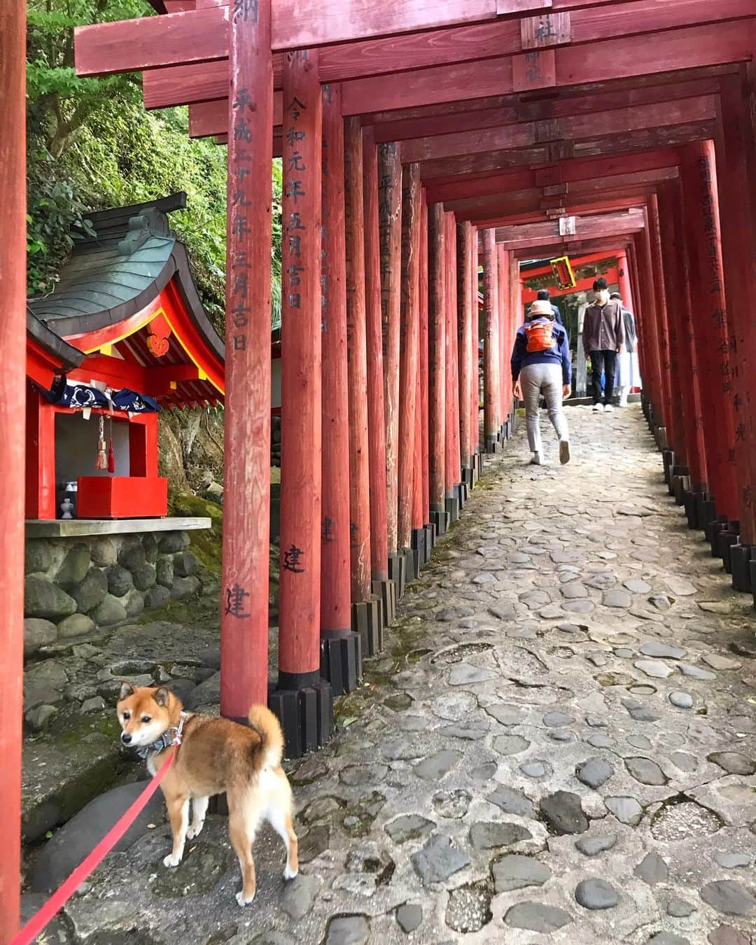 柴犬はなこ Shibainu Hanakoさんのインスタグラム写真 - (柴犬はなこ Shibainu HanakoInstagram)「思いつきで出かけた #祐徳稲荷神社 🚗 こりゃ思いつきで来る場所じゃない✨ 朱と装飾の素晴らしいこと！御神殿も鳥居も石階段も趣があってとても清々しかった。最近、神社にも合う合わないがあるらしいというのを知ったんだけど、とても気が合ったような気がする⛩ （久々におみくじ大吉だったし） 帰りに竹崎カニを買って、牡蠣食べて帰ってきた！久々に大満足の1日でした♪ #shiba #dog #shibainu #犬 #柴犬 #犬とお出かけ #佐賀」10月18日 21時28分 - kiki_beee