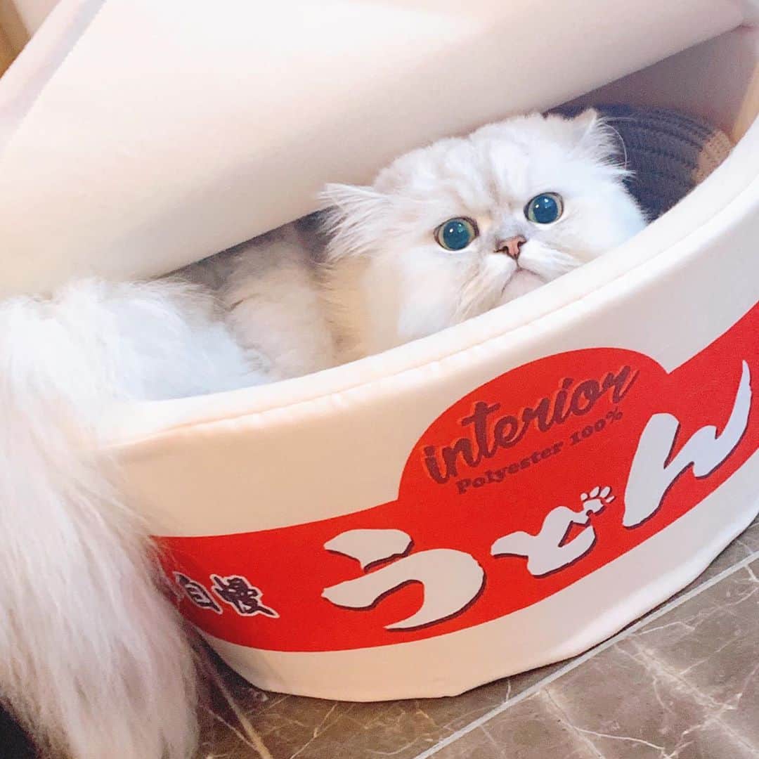 河西美希さんのインスタグラム写真 - (河西美希Instagram)「うどん猫🍜🐈  （新しい猫用ベッド買うとき毎回使ってくれるかビクビクしながら購入するそしてどうにかして使ってもらおうと色々工夫しまくる※5枚目下にダンボールベッド入れてみた）  #ねこあるある  #ペルシャ猫 #チンチラシルバー #ねこすたぐらむ #ねこさん #ふぉーさん #CAT #ネッコ #面白雑貨 #うどん #猫 #猫 #ねこ #猫のいる暮らし」10月18日 21時31分 - mikipon1111