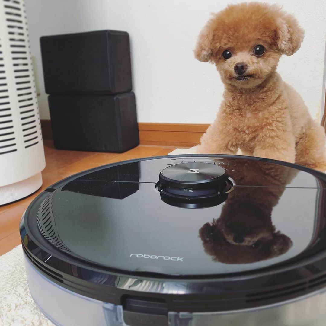 ふわのインスタグラム