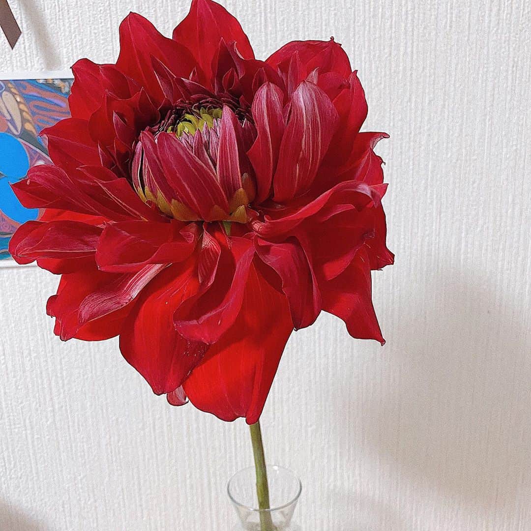 鈴木芳奈のインスタグラム：「稽古終了〜 出逢いって本当にありがたい。 遅すぎるかもしれないけど、 タイミングに遅すぎるなんてないよね 今だからこそ、経験を経てるからこそ、 良いものはいいとわかるんだ。 プライドなんてかなぐり捨てて、 全力で学ぶのみ。 そして幕が開けるまで、もがき続けるのみ。 #死ヌ事典 #舞台 #役者 #俳優 #女優 #タイミングに遅いなんてない #始めることに遅いことなんてない #日々勉強 #ひとつひとつ吸収させてもらってる #そんな環境に感謝 #全ては観に来てくれるみなさんのために」