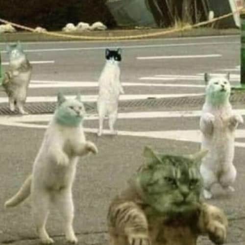 Aww Clubさんのインスタグラム写真 - (Aww ClubInstagram)「I would like to see this meowbies  #meowed #zombies #worldwarz #Halloween」10月18日 21時39分 - meowed