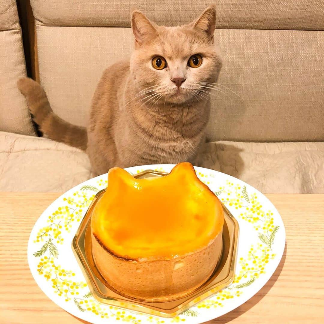 じゅらのインスタグラム：「#ねこねこチーズケーキ 🧀🍰🐱」