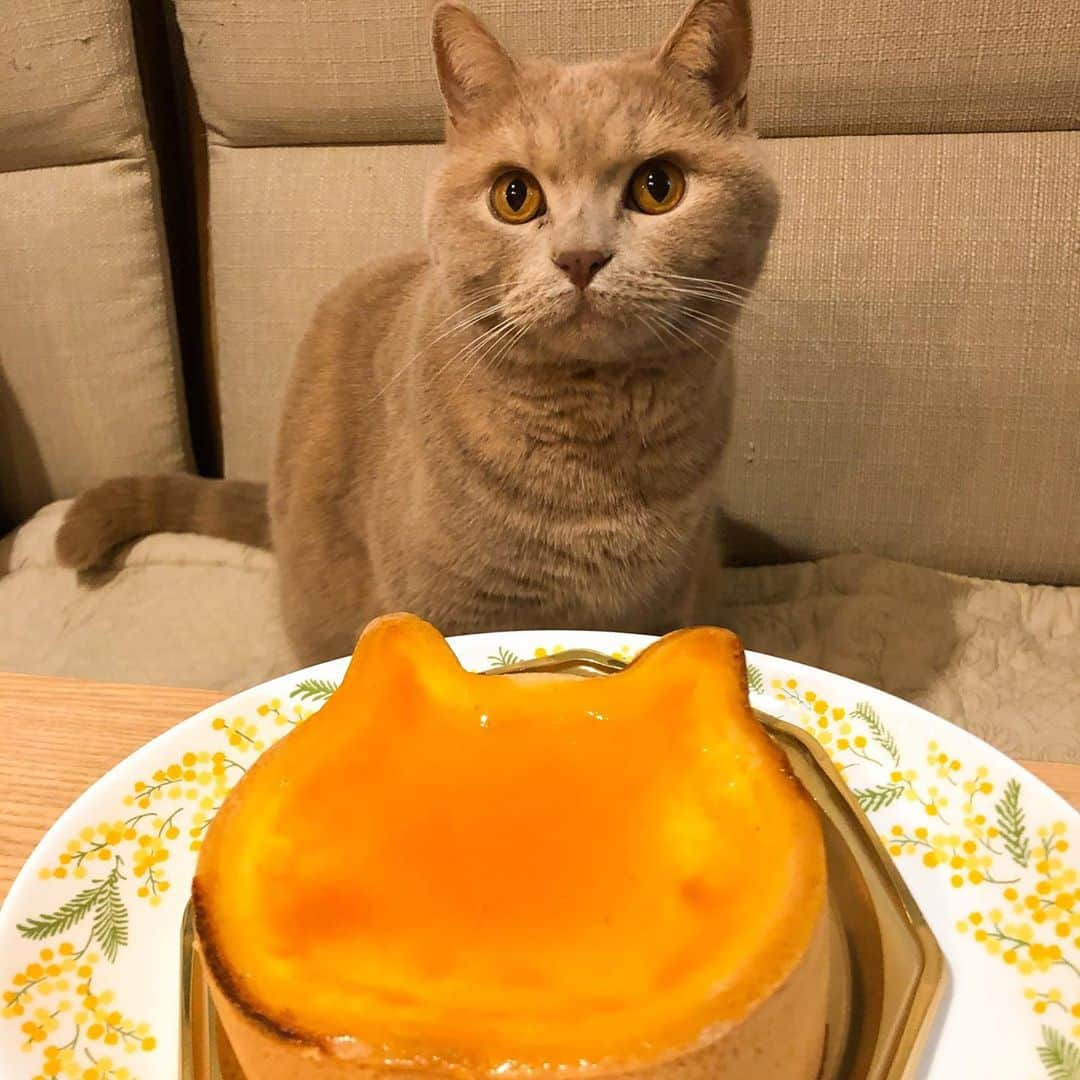 じゅらさんのインスタグラム写真 - (じゅらInstagram)「#ねこねこチーズケーキ 🧀🍰🐱」10月18日 21時52分 - _archange_