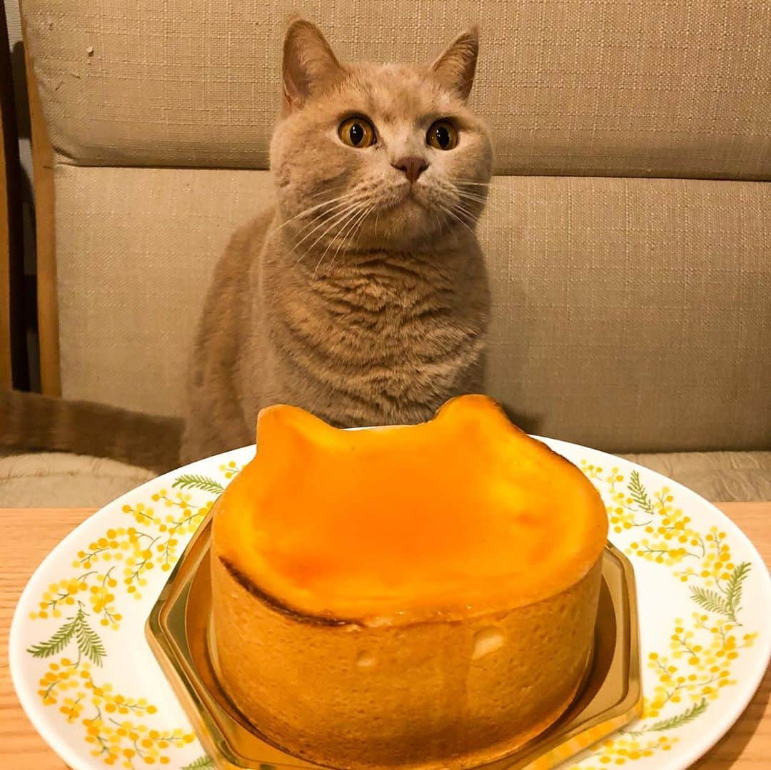 じゅらさんのインスタグラム写真 - (じゅらInstagram)「#ねこねこチーズケーキ 🧀🍰🐱」10月18日 21時52分 - _archange_