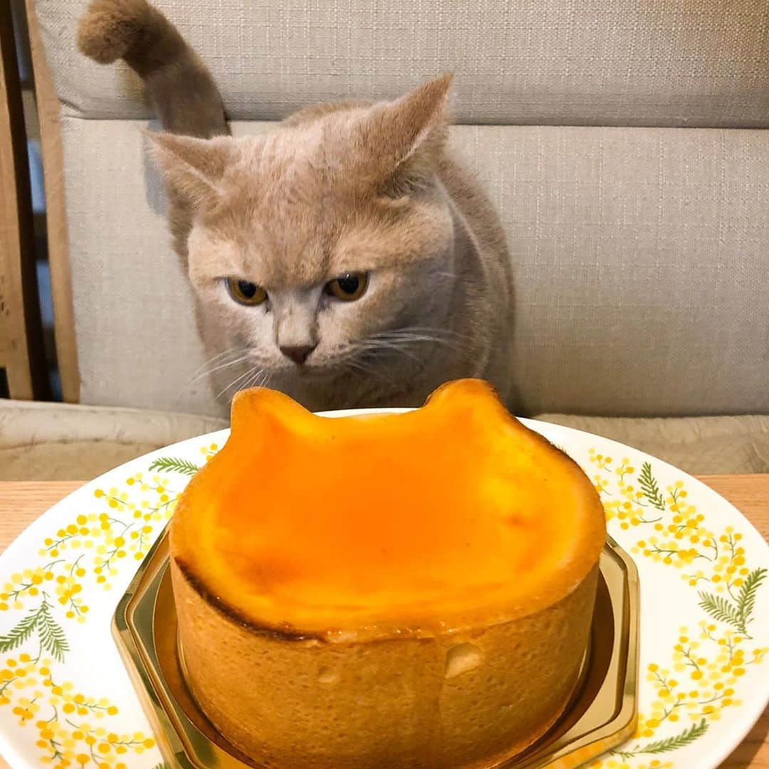 じゅらさんのインスタグラム写真 - (じゅらInstagram)「#ねこねこチーズケーキ 🧀🍰🐱」10月18日 21時52分 - _archange_