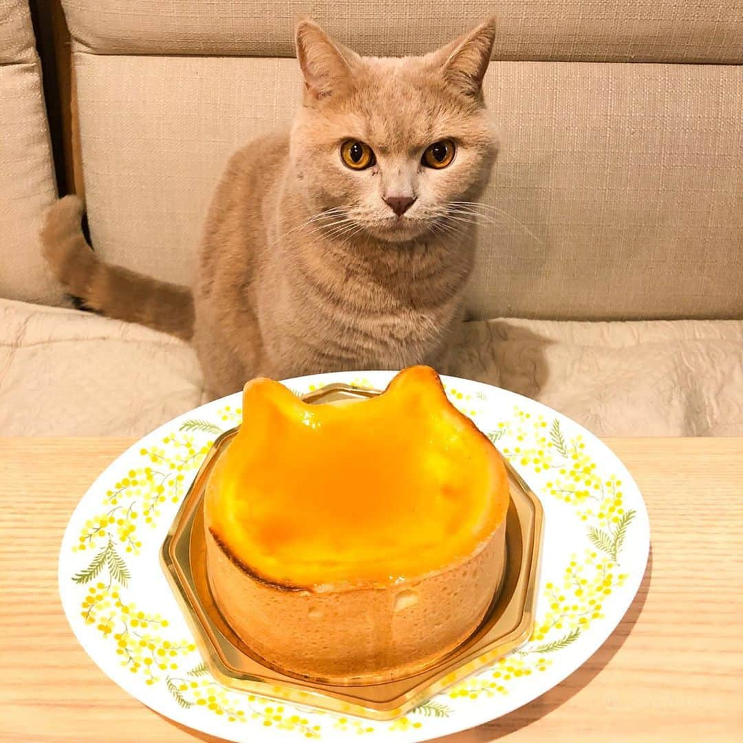 じゅらさんのインスタグラム写真 - (じゅらInstagram)「#ねこねこチーズケーキ 🧀🍰🐱」10月18日 21時52分 - _archange_