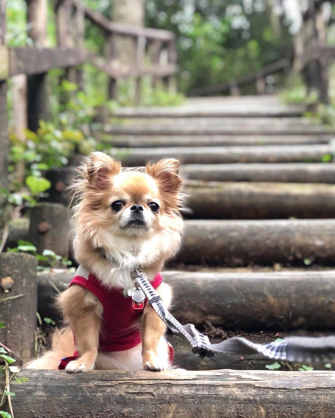 kaori sugiyamaのインスタグラム：「* * 森の妖精かな🧚🏻‍♀️💗🐶 * * #チワワ #chihuahua #chihuahualove #ロングコートチワワ #ロンチー #チワワ部 #愛犬 #お散歩 #犬のいる暮らし #チワワのいる暮らし」