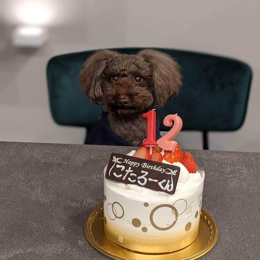 河野ひかるのインスタグラム：「おめでとう🎉 🐩 #10月生まれ #12歳  #トイプードル #トイプー」