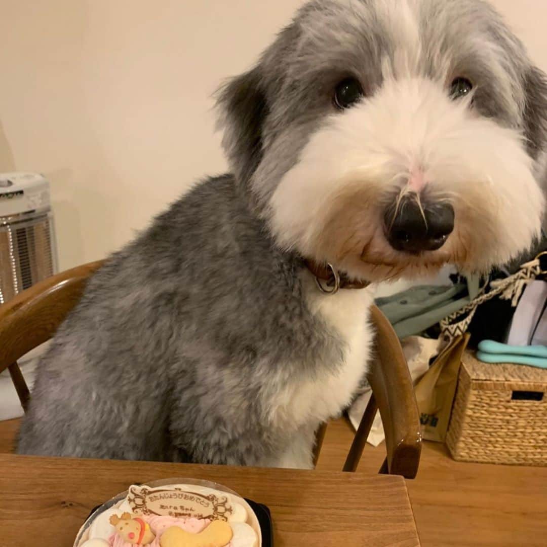 のインスタグラム：「ザラさん誕生日🎂 2歳。おめでとう😭」
