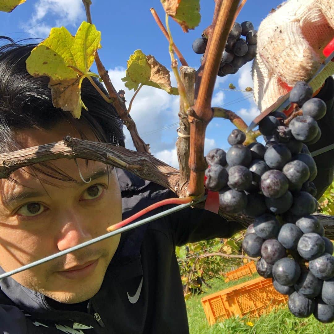 八木隆太郎のインスタグラム：「余市町のリタファームさんで、 ワイン葡萄収穫ボランティア💪  採ったブドウが おいしくなーれという思いで、 おいしく、楽しく、ハードに 収穫しました😊💦 農家さんの大変さがあって、 僕らの口に入るのだなと痛感しました。  弊社のEXILE TRIBE 男旅 メンバーもワイン作りで お世話になってます✨  #余市町 #ワイン #ブドウ収穫 #ピノノワール #uhb」