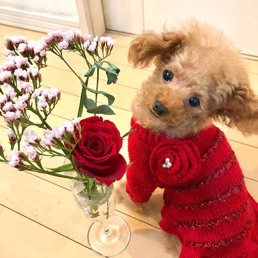 toshiyaotsuboさんのインスタグラム写真 - (toshiyaotsuboInstagram)「今回のお花の定期便 @bloomeelife_06  🐶💐😉 真紅の薔薇ニットとコラボしてみましたよ👍 ＊ クーポンコード totsu にて初回のお花のお届けが無料になります！是非お使い下さい！ #ハロウィン飾り#フラワーハロウィン#プードル#トイプードル#ティーカッププードル#犬#poodle#teacuppoodle#toypoodle#dog#dogstagram#instadog#푸들#caniche#Pudel#貴婦狗#animalsco」10月18日 22時45分 - toshiyaotsubo