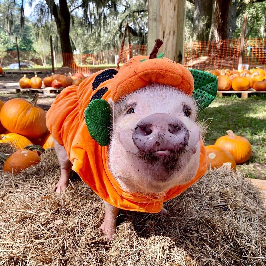Priscilla and Poppletonさんのインスタグラム写真 - (Priscilla and PoppletonInstagram)「Pop, I’ll love you till the end of vine!🐷🎃#cutestpumpkininthepatch #SillyPop #PrissyandPop」10月18日 22時54分 - prissy_pig