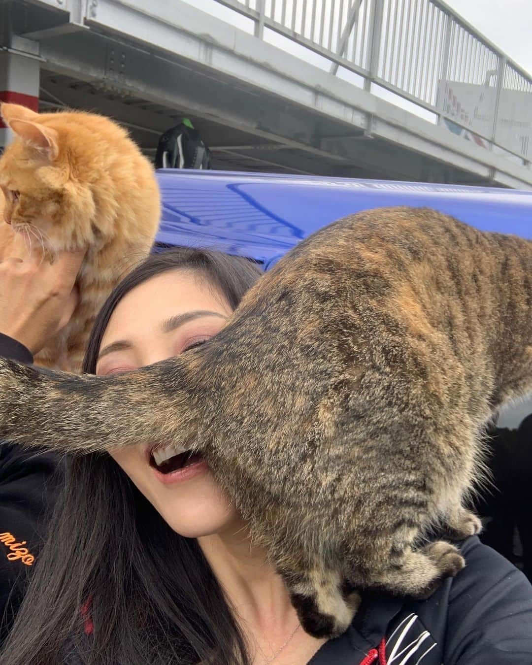 のインスタグラム：「もふもふさん #動物愛護 #レン耐！ #捨て猫 #もふもふ #猫好きライダー」