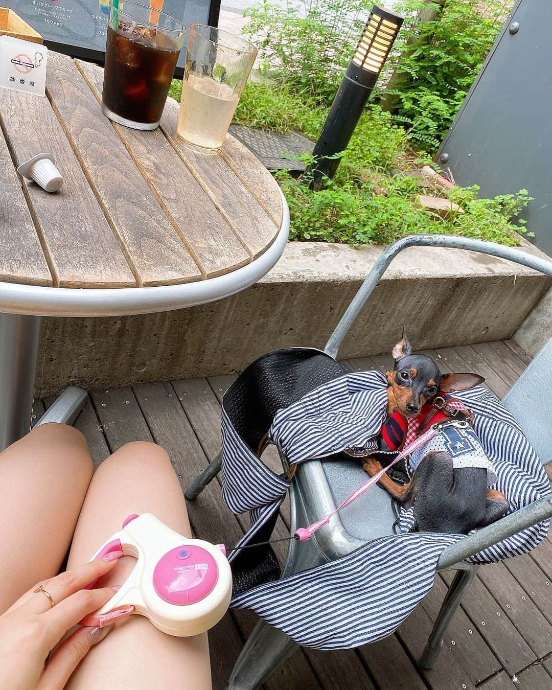 石田安奈のインスタグラム：「きゃーわ💖💖💖 早くお散歩に行きたいね🥺💖  ＃ミニピン　#ミニチュアピンシャー　＃犬　#ドックカフェ  #dog #カフェ　#トリミング　#コーヒー　＃3ヶ月　#多頭飼い #東京　#tokyo」