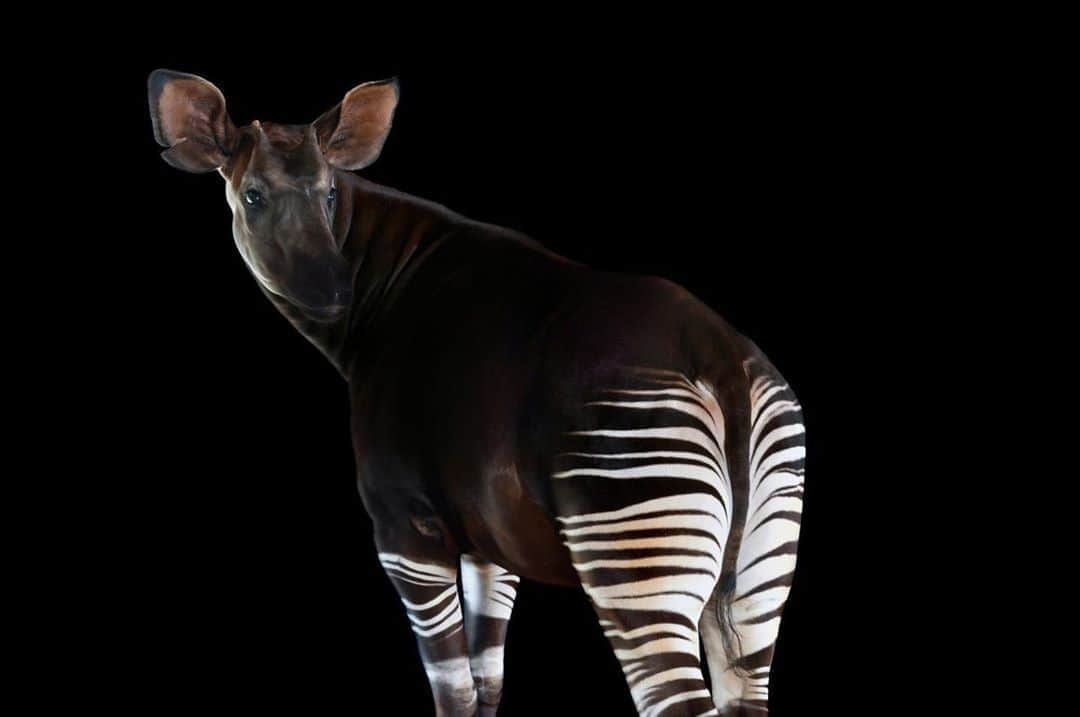 Joel Sartoreさんのインスタグラム写真 - (Joel SartoreInstagram)「Known as the “forest giraffe,” the okapi looks a lot like a cross between a giraffe and a zebra. In the wild, they are incredibly hard to spot thanks to their stripes, which act as the perfect form of camouflage within their forested home in the Democratic Republic of Congo. In fact, sightings are so rare that while natives of the Ituri Forest knew of okapis and would occasionally catch one in their pit traps, scientists did not know of the animal until 1900. Photo taken @whiteoakconservation. #WorldOkapiDay #okapi #forestgiraffe #rare #stripes #camouflage #PhotoArk #savetogether」10月18日 23時50分 - joelsartore