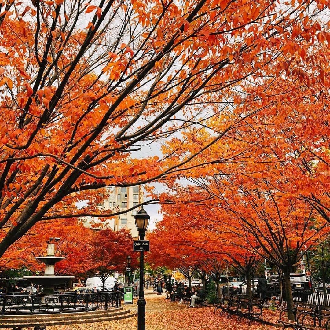 C.O. Bigelowさんのインスタグラム写真 - (C.O. BigelowInstagram)「We can’t wait for fall foliage at Father Demo Square (down the block from us)! 😍 Every year, the 🍂 put on a show! 👏 ⁠ 📷 @mark_platsis 🍂🍃⁠」10月18日 23時54分 - cobigelow