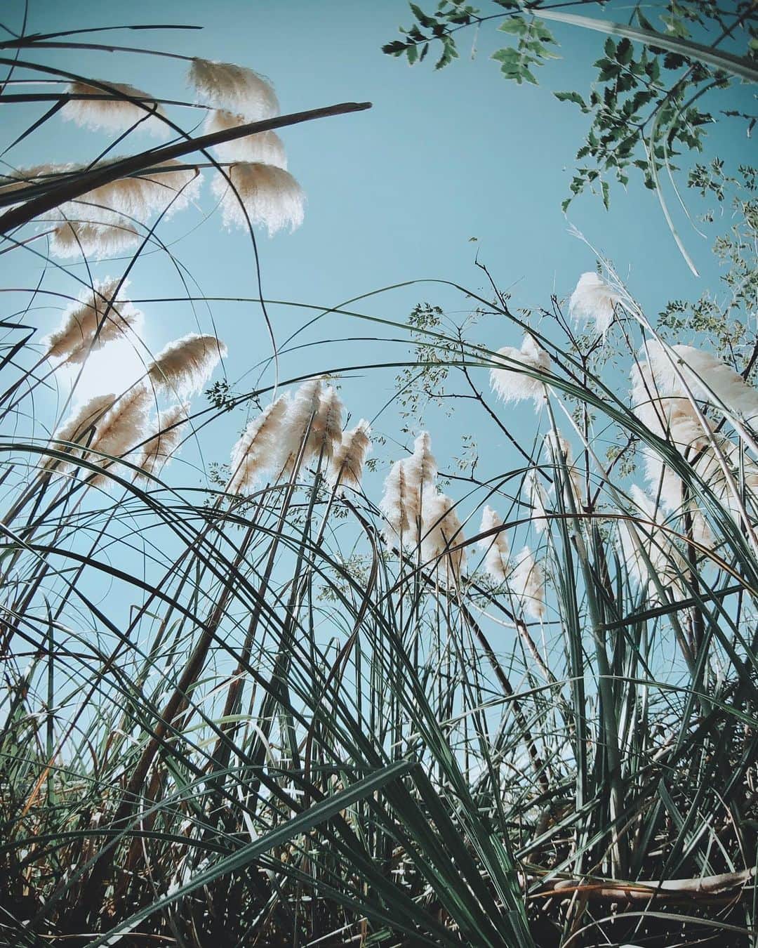 sunday_722のインスタグラム：「*﻿ *﻿ パンパスグラス🌾🌾🌾﻿ *﻿ 美しい秋﻿ *﻿ もふもふの毛先　﻿ に騙されて﻿ 茂みに入る時は﻿ 気をつけて﻿ 葉は茅なので﻿ 怪我しちゃいます。﻿ ﻿ *﻿ 一人遊び🚲﻿ *﻿ #海の中道海浜公園﻿ #pampasgrass﻿ #パンパスグラス﻿ #シロガネヨシ﻿ #ShotOniPhone﻿ #ShotOniPhoneX﻿ #ShotOn_TG﻿ #tg_fish220﻿ #fukuokapics﻿ #rnifilms﻿ #tv_pointofview﻿ #jj_mobilephotography﻿ #transfer_visions﻿ #indies_minimal﻿ #visionofpictures﻿ #worldmobilephotography﻿ #royalsnappingartidts﻿ #floweroftheday﻿ ﻿#raw_mobile  #fivesixmag」