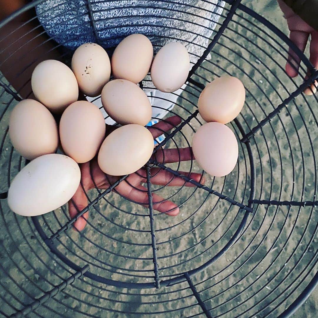 ケリスのインスタグラム：「Arise and shine , the boys love collecting eggs on the farm in the morning .」