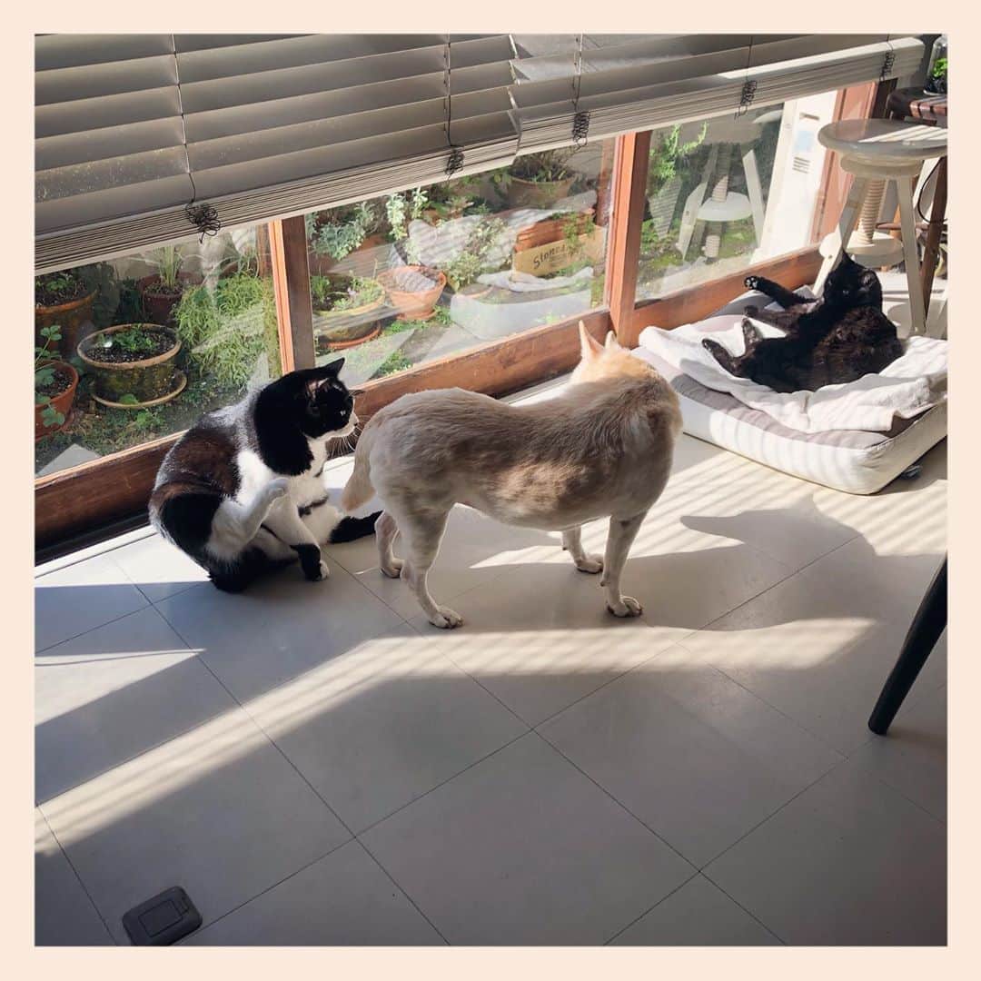 パンといっぴきのインスタグラム：「#犬と猫 #元保護犬 #元野良猫 #元保護猫 #雑種犬 #白黒猫 #ハチワレ #黒猫 #catanddog #crossbreed #blackandwhitecat #blackcat #tuxedocat #キップル14歳」