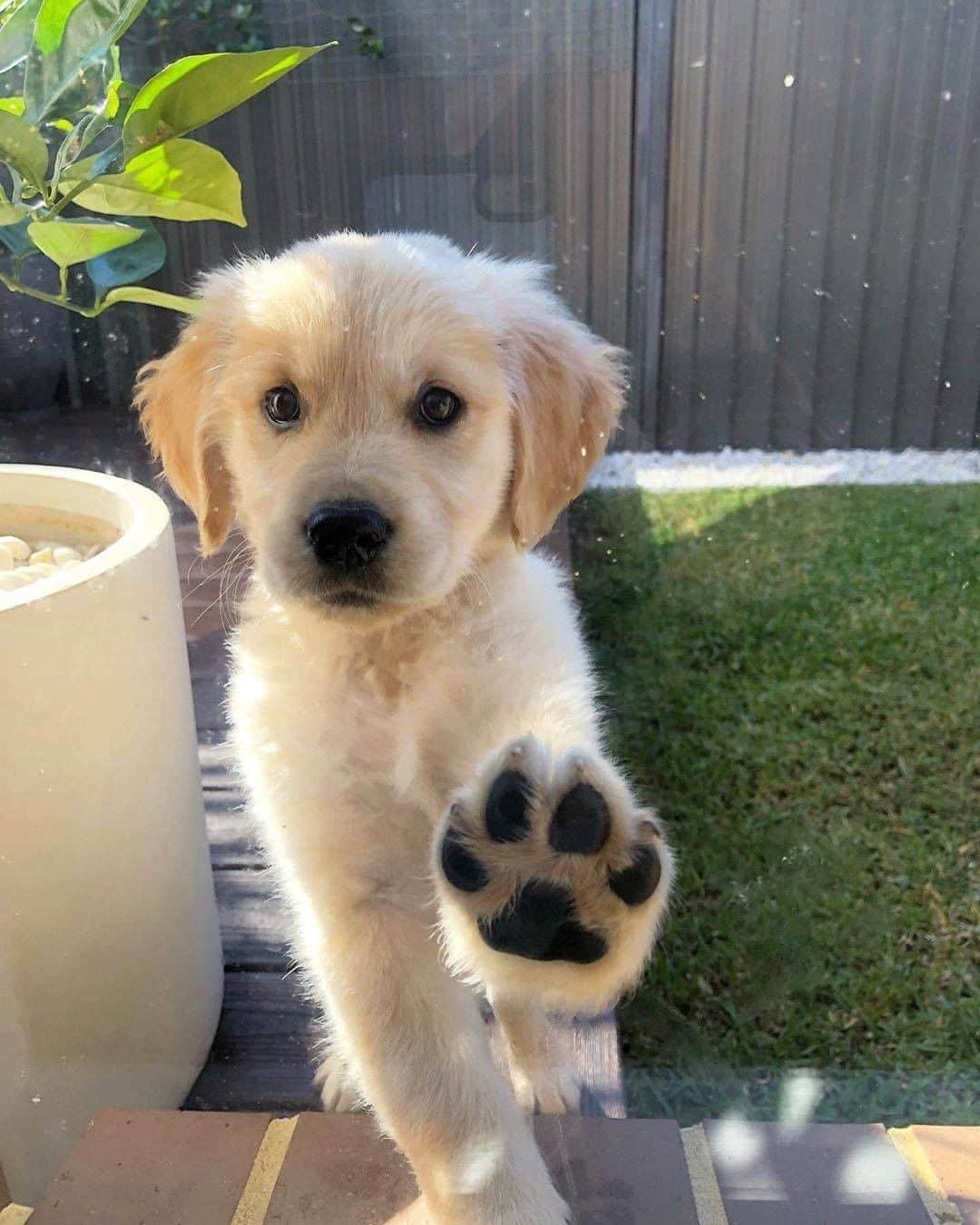 のインスタグラム：「Can pls let me in? 🥺🐾 - 📷 @max.and.buddy.the.goldens - #barked #dog #doggo #puppy #pupper #GoldenRetriever #GoldenRetrieverPuppy」