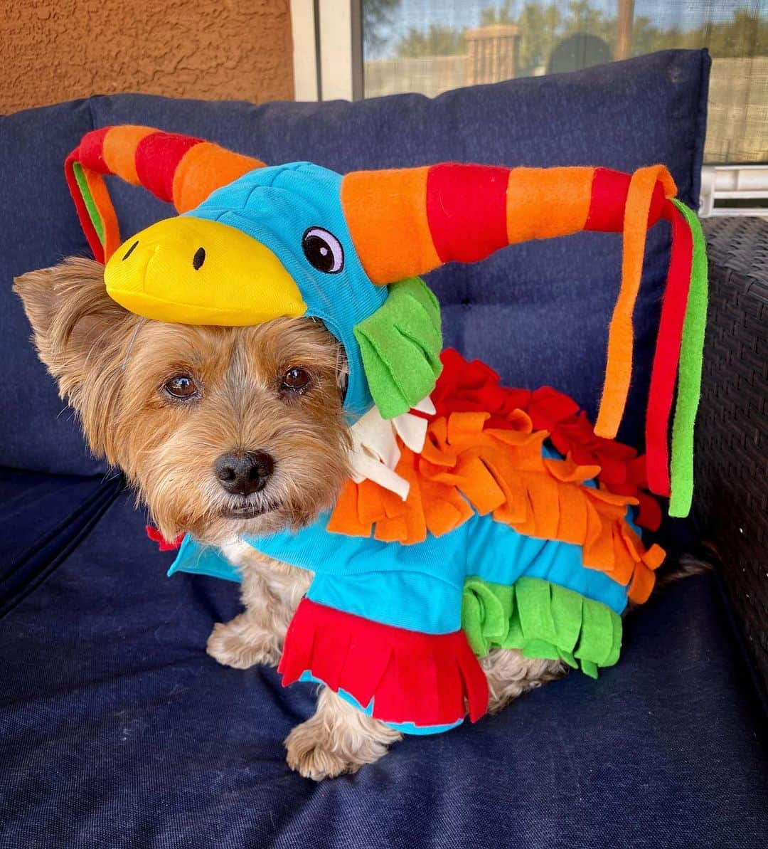 さんのインスタグラム写真 - (Instagram)「Sammy Boy 💭 Oh no!! 😱😳😫Please don’t let him eat my head!! 😭🙈😅🥺 #RainbowDragon #DontEatMe #SundayFunday」10月19日 1時19分 - happyyorkiefamily