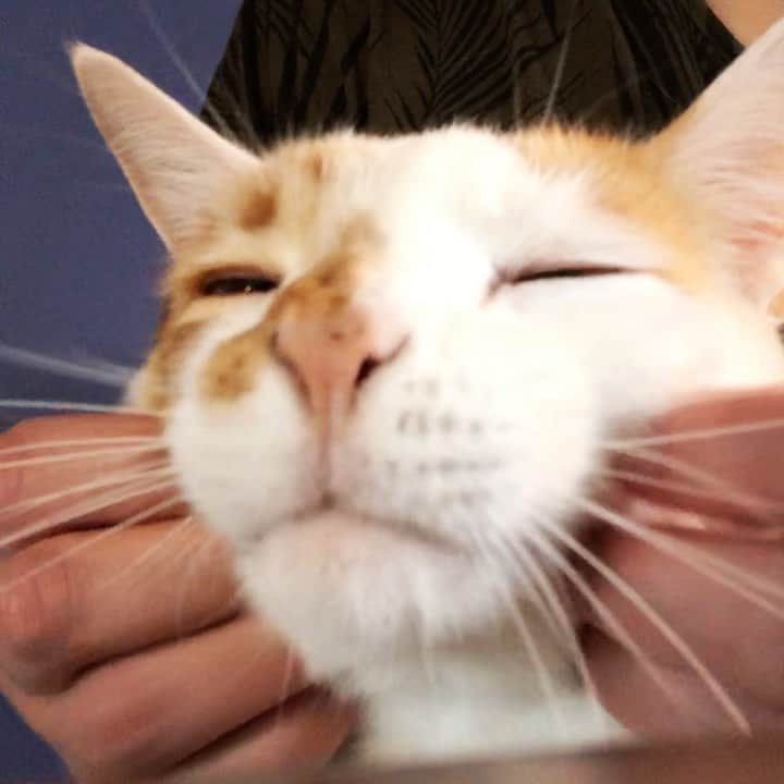 のインスタグラム：「Sunday morning double cheek scratch extravaganza 🐈 😻」